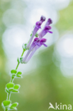 Large Skullcap (Scutellaria columnae)