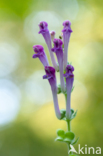 Large Skullcap (Scutellaria columnae)
