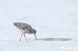 Common Redshank (Tringa totanus)