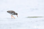 Common Redshank (Tringa totanus)