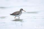 Common Redshank (Tringa totanus)