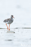 Common Redshank (Tringa totanus)