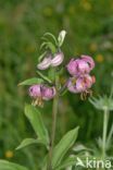 Turkse lelie (Lilium martagon)