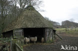 Veluws heideschaap (Ovis domesticus)