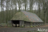 Veluws heideschaap (Ovis domesticus)