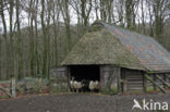 Veluws heideschaap (Ovis domesticus)