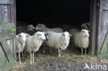 sheep (Ovis domesticus)