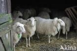 sheep (Ovis domesticus)