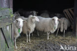 sheep (Ovis domesticus)