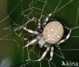 Viervlekwielwebspin (Araneus quadratus)