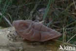 Auricularia mesenterica