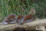 Auricularia mesenterica