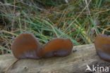 Viltig judasoor (Auricularia mesenterica)