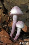 Violetstelige poederparasol (Cystolepiota bucknallii)