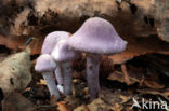 Violetstelige poederparasol (Cystolepiota bucknallii)