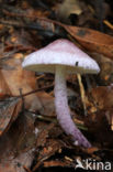 Violetstelige poederparasol (Cystolepiota bucknallii)