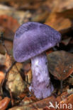 Violette gordijnzwam (Cortinarius violaceus)