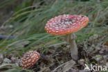 Fly agaric (Amanita muscaria)