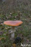 Fly agaric (Amanita muscaria)