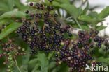 Vlier (Sambucus)