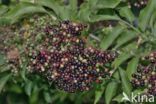 Elder (Sambucus)