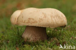 Vroeg eekhoorntjesbrood (Boletus reticulatus)