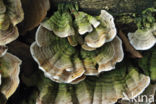 Waaierkorstzwam (Stereum subtomentosum)