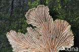 Waaiertje (Schizophyllum commune)