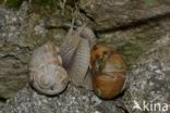 Roman Snail