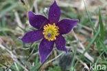 Pasqueflower (Pulsatilla vulgaris)