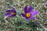 Pasqueflower (Pulsatilla vulgaris)