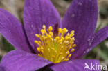 Pasqueflower (Pulsatilla vulgaris)