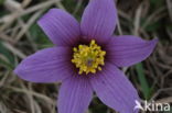 Wildemanskruid (Pulsatilla vulgaris)