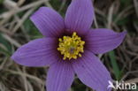 Pasqueflower (Pulsatilla vulgaris)