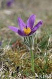 Pasqueflower (Pulsatilla vulgaris)