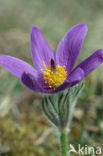 Wildemanskruid (Pulsatilla vulgaris)