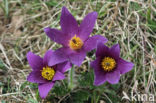 Pasqueflower (Pulsatilla vulgaris)