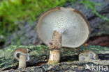 Winter polypore (Polyporus brumalis)