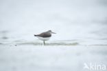 Green Sandpiper (Tringa ochropus)