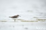 Green Sandpiper (Tringa ochropus)