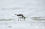 Green Sandpiper (Tringa ochropus)