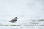 Green Sandpiper (Tringa ochropus)
