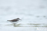 Green Sandpiper (Tringa ochropus)