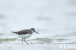 Green Sandpiper (Tringa ochropus)