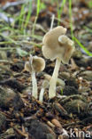 Witstelige zadelkluifzwam (Helvella latispora)