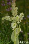 Witte nieswortel (Veratrum album)