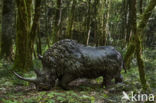 Woolly rhinoceros (Coelodonta antiquitatis)