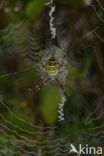 wasp spider (Argiope bruennichi)