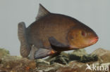 Tench (Tinca tinca)