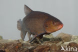 Tench (Tinca tinca)